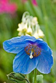 MECONOPSIS BETONICIFOLIA,  BLUE HIMALAYAN POPPY,  MAY