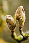 MAGNOLIA DENUDATA,  BUDS