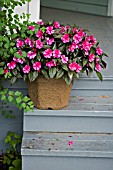 NEW GUINEA BUSY LIZZIES,  IMPATIENS ON STEP