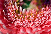 GERBERA PETALS