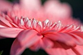 GERBERA PETALS