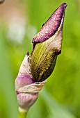 BEARDED IRIS BUD,  MAY