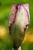 BEARDED IRIS BUD AFTER THE RAIN,  MAY