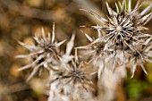 ERYNGIUM BOURGATII,  SEEDHEAD