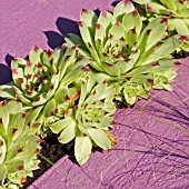 SEMPERVIVUM IN PURPLE WALL