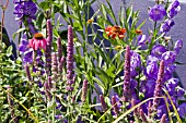 MIXED SUMMER BORDER,  JUNE