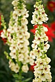 VERBASCUM JACKIE