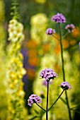 VERBENA BONARIENSIS,  CONTRASTING WITH VERBASCUM JACKIE