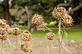 CYNARA CARDUNCULUS,  CARDOON SEEDHEADS