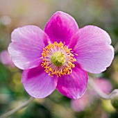 ANEMONE JAPONICA