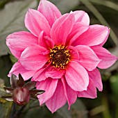 DAHLIA FASCINATION