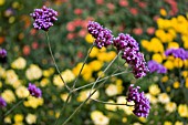 VERBENA BONARIENSIS,  SEPTEMBER