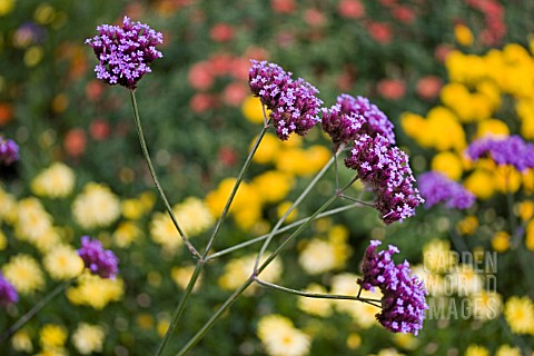 VERBENA_BONARIENSIS__SEPTEMBER