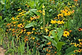 YELLOW BORDER AT GIVERNY,  FRANCE,  AUGUST