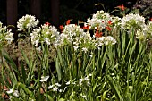 AGAPANTHUS SNOWY OWL AND CROCOSMIA