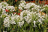 AGAPANTHUS SNOWY OWL