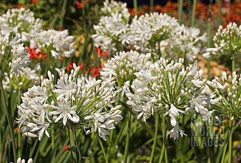 AGAPANTHUS_SNOWY_OWL