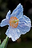 MECONOPSIS BETONICIFOLIA,  BLUE POPPY,  JUNE