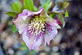 HELLEBORUS NIGER,  LENTEN ROSE