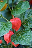 PHYSALIS ALKEKENGI,  GROUND CHERRY