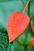 PHYSALIS ALKEKENGI,  GROUND CHERRY