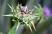 THISTLE HEAD AFTER FLOWERING,  SEPTEMBER