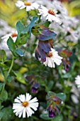 CERINTHE MAJOR PURPURESCENS WITH ASTER