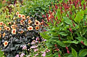 PERSICARIA IN MIXED BORDER