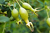 ROSE HIPS,  JULY