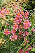 ALSTROEMERIA,  PERUVIAN LILY AMONG GRASS,  JULY