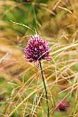 ALLIUM SPHAEROCEPHALON,  ROUND HEADED LEEK