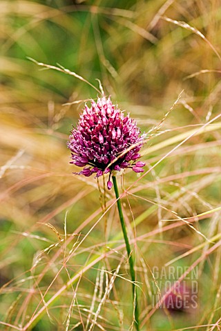 ALLIUM_SPHAEROCEPHALON__ROUND_HEADED_LEEK