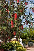 CALLISTEMON,  BOTTLE BRUSH PLANT,  MARCH