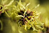 HAMAMELIS MOLLIS,  WITCH HAZEL