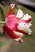 FRINGED TULIP,  MAY