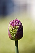 ALLIUM SPHAEROCEPHALON BUD,  ROUND HEADED LEEK,  MAY