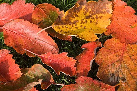 AUTUMN_LEAVES__OCTOBER