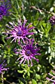 OSTEOSPERMUM WHIRLIGIG