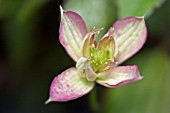 CLEMATIS MONTANA BROUGHTON STAR