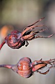 ROSA GOLDEN FUTURE,  ROSE HIPS