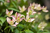 CLEMATIS MONTANA BROUGHTON STAR