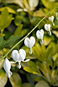 DICENTRA SPECTABILIS AND CHOISIYA TERNATA SUNDANCE