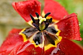 FADING TULIP AFTER THE RAIN,  MAY