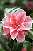 CAMELLIA WILLIAMSII DONATION