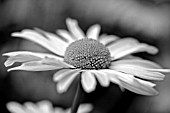 BLACK AND WHITE MARGUERITE