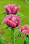 PAPAVER ORIENTALE PATTYS PLUM