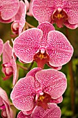 PHALAENOPSIS SPIDER BEAUTY