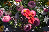 BRACTEANTHA AND DAHLIA BISHOP OF LLANDAFF