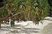 PANDANUS,  SCREW PINE,  MALDIVES