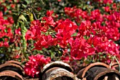 BOUGANVILLEA ON TILED ROOF,  TENERIFE,